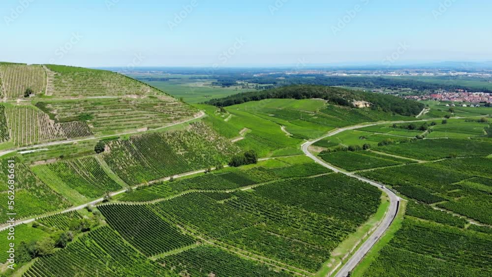 Scenic landscapes, hill and plain covered with green vineyards, aerial shot of Alsace Wine Route near Katzenthal and Ingersheim. Tertiary road runs across many fields, small road seen here and there Scenic landscapes, hill and plain covered with green vineyards, aerial shot of Alsace Wine Route near Katzenthal and Ingersheim. Tertiary road runs across many fields, small road seen here and there