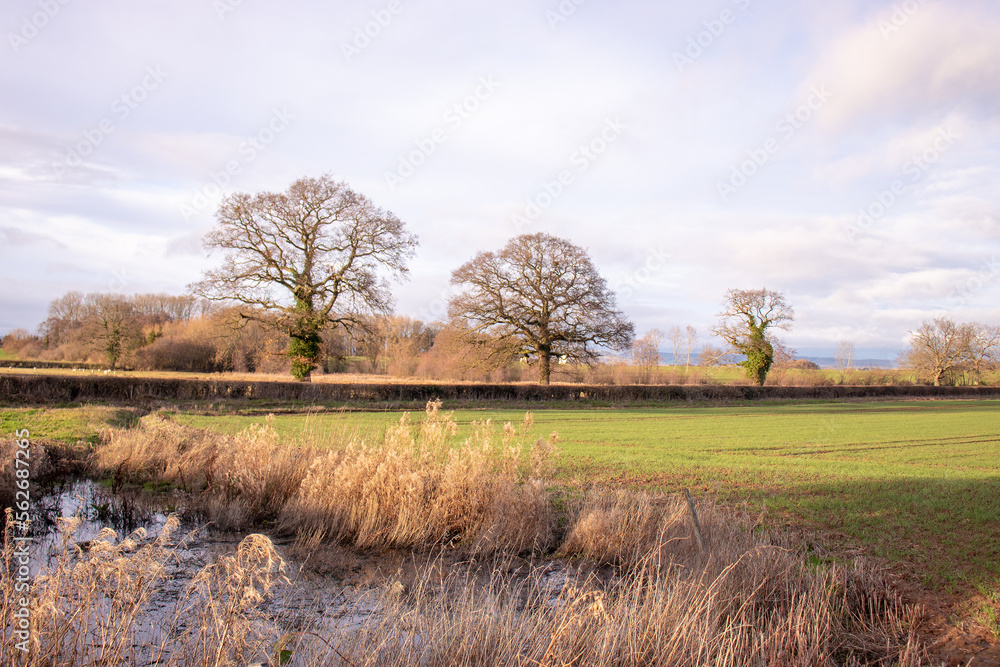 Fototapeta premium Summertime in the UK countryside.