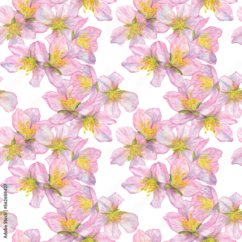 Watercolor illustration, delicate pattern with pink cherry blossoms on a white background.