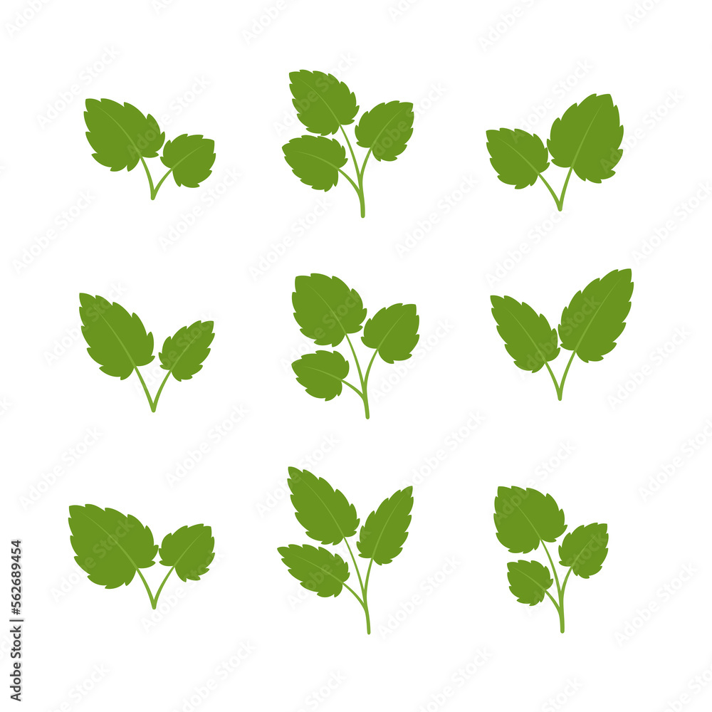 Set of green leaves. Leaves isolated on white background. Flat style. Vector illustration. Set of green leaves. Leaves isolated on white background. Flat style. Vector illustration.