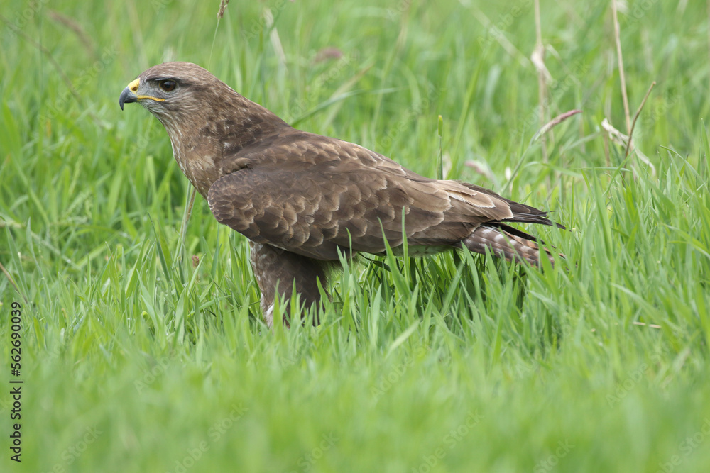 A portrait of a Common Buzzard in a meadow
A portrait of a Common Buzzard in a meadow