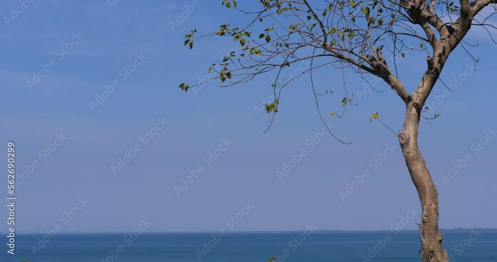 Trees and landscape by the sea, beautiful beach Trees and landscape by the sea, beautiful beach