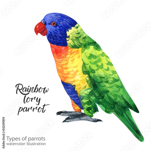rainbow lory  parrot.Watercolor cute parrot. Watercolor cute animal. Watercolor cute bird. Hand painting postcard isolated white background. birds