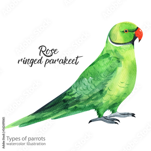 rose ringed parakeet.Watercolor cute parrot. Watercolor cute animal. Watercolor cute bird. Hand painting postcard isolated white background. birds