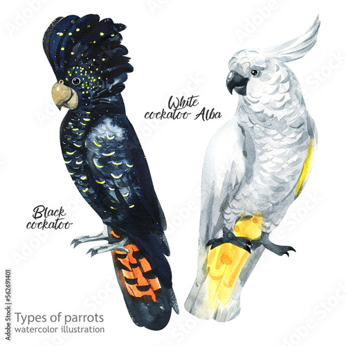 white cockatoo alba. Watercolor cute parrot. Watercolor cute animal. Watercolor cute bird. Hand painting postcard isolated white background. birds