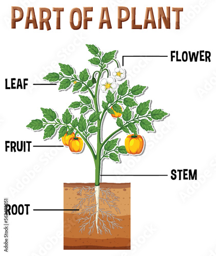 Diagram showing parts of a plant