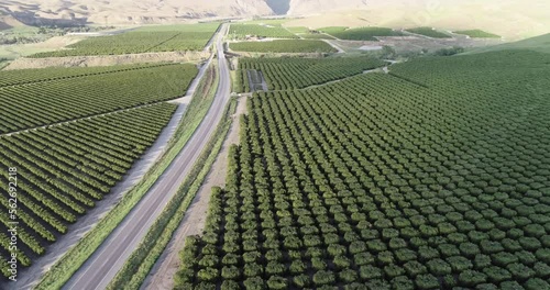 Olive Plantation in Bakersfield, California. Beautiful Sunset Light. Mountains in Background