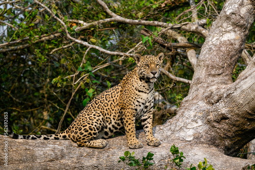 Wild Jaguar sitting on fallen tree trunk in Pantanal, Brazil