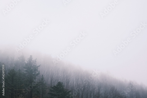        fog