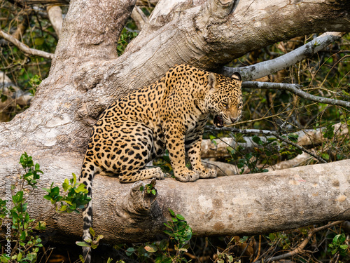 Wild Jaguar sitting on fallen tree trunk in Pantanal, Brazil