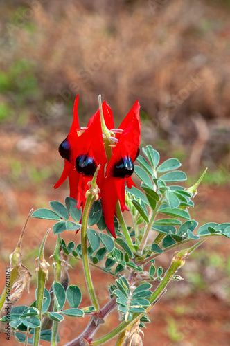 Mourquong Australia, flowering sturt's desert pea 