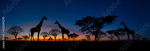 Panorama silhouette  Giraffe family and tree in africa with sunset.Tree silhouetted against a setting sun.Typical african sunset with acacia trees in Masai Mara, Kenya © noon@photo