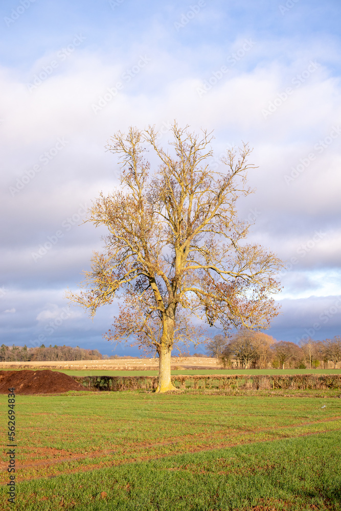 tree in the field tree in the field