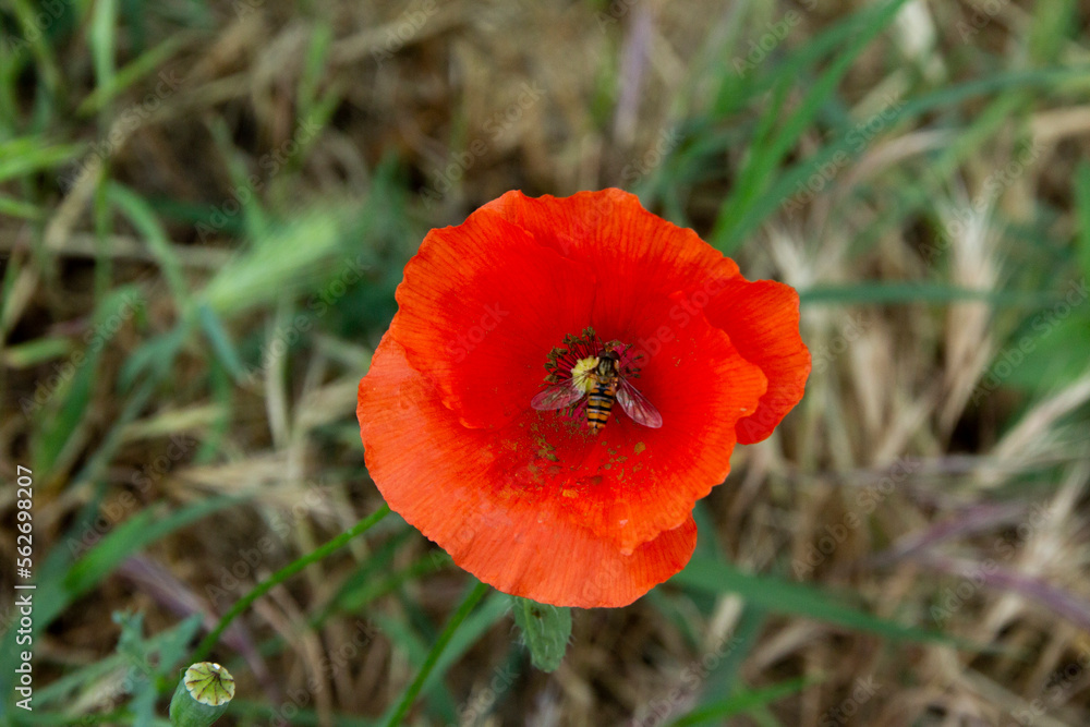 A bee inside a red opium poppy A bee inside a red opium poppy