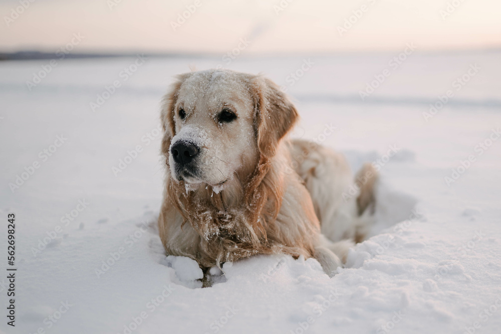 Pets on a walk in winter. Golden retriever lies in the snow and looks into the distance. Reflections. Pets on a walk in winter. Golden retriever lies in the snow and looks into the distance. Reflections.