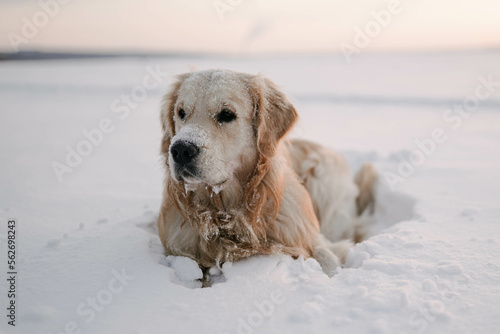 Pets on a walk in winter. Golden retriever lies in the snow and looks into the distance. Reflections.