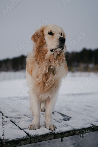 Pets on a walk in winter. A golden retriever stands on a wooden platform and looks into the distance. Reflections.