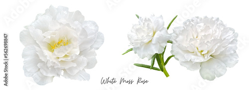 White flower clipart png, Moss Rose