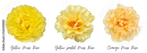 Slika na platnu Yellow flower clipart png, Moss Rose