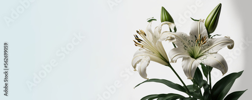 Funeral - Lily On White Background with copy space (Generative AI Art)