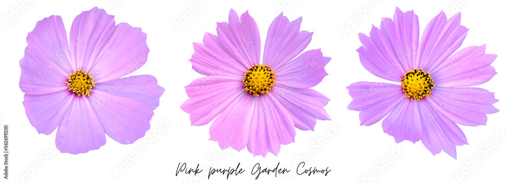 Flowers clipart png, Garden Cosmos Flowers clipart png, Garden Cosmos