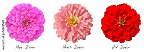 Billede på lærred Flowers clipart png, pink red zinnia