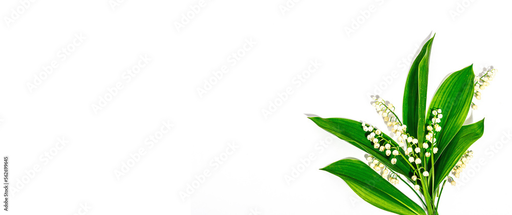 Lily valley flowers with green leaves isolated on white background. Nature object for the design