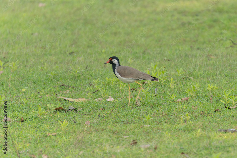 Southern Lapwing on the Green Grass (Quero-quero / Vanellus chilensis) Southern Lapwing on the Green Grass (Quero-quero / Vanellus chilensis)