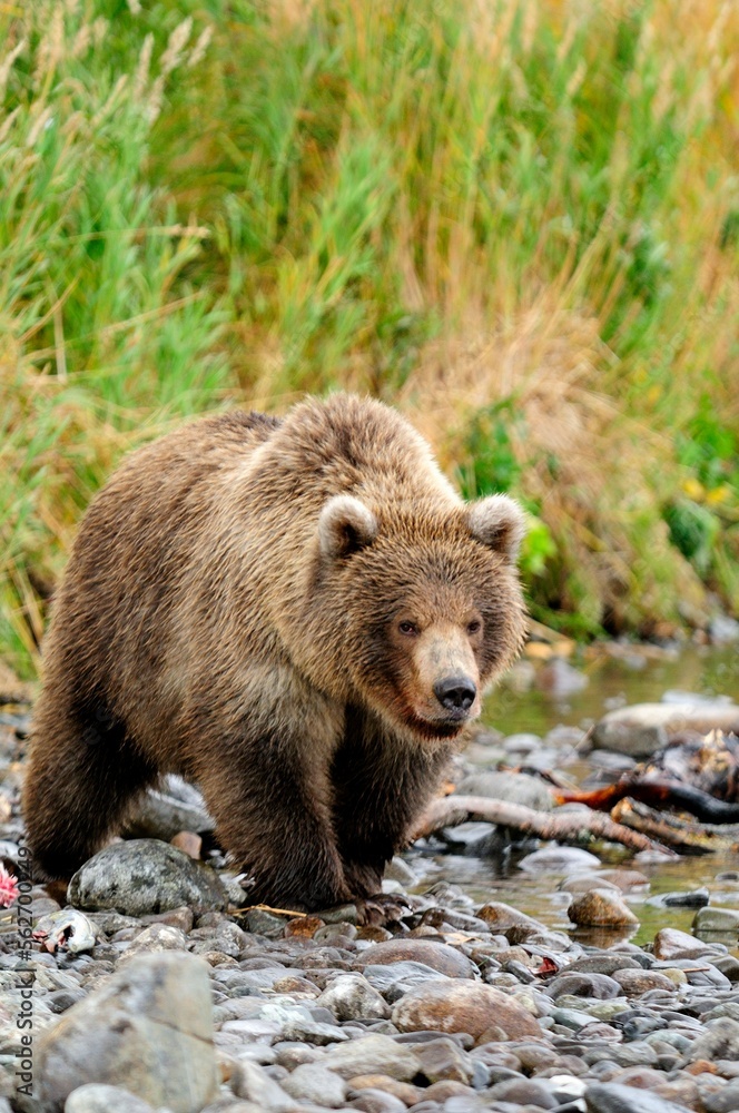 Grizzly bear (Ursus arctos ssp.) in Katmai National Park, Alaska, USA Grizzly bear (Ursus arctos ssp.) in Katmai National Park, Alaska, USA
