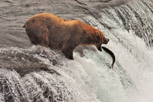 Grizzly bearÂ (UrsusÂ arctosÂ ssp.) hunting for fish in river, Katmai National Park, Alaska, USA photo