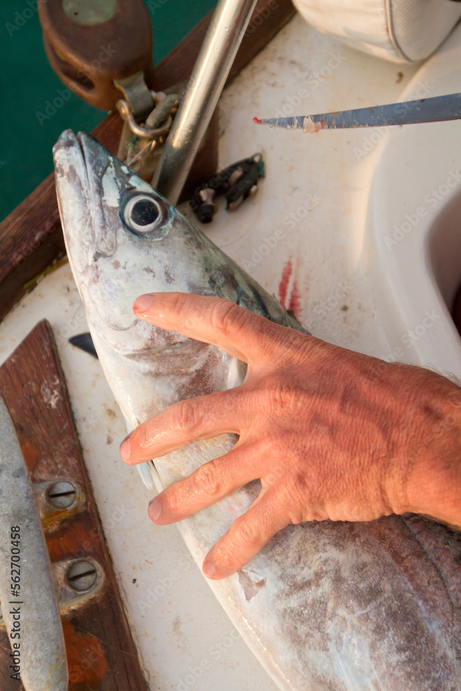 Caught king mackerel fish before being cleaned and filleted, English Caye, Belize Caught king mackerel fish before being cleaned and filleted, English Caye, Belize