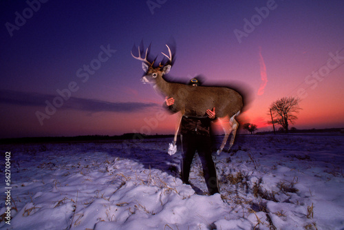 A man places a decoy deer to catch wildlife poachers, USA. photo