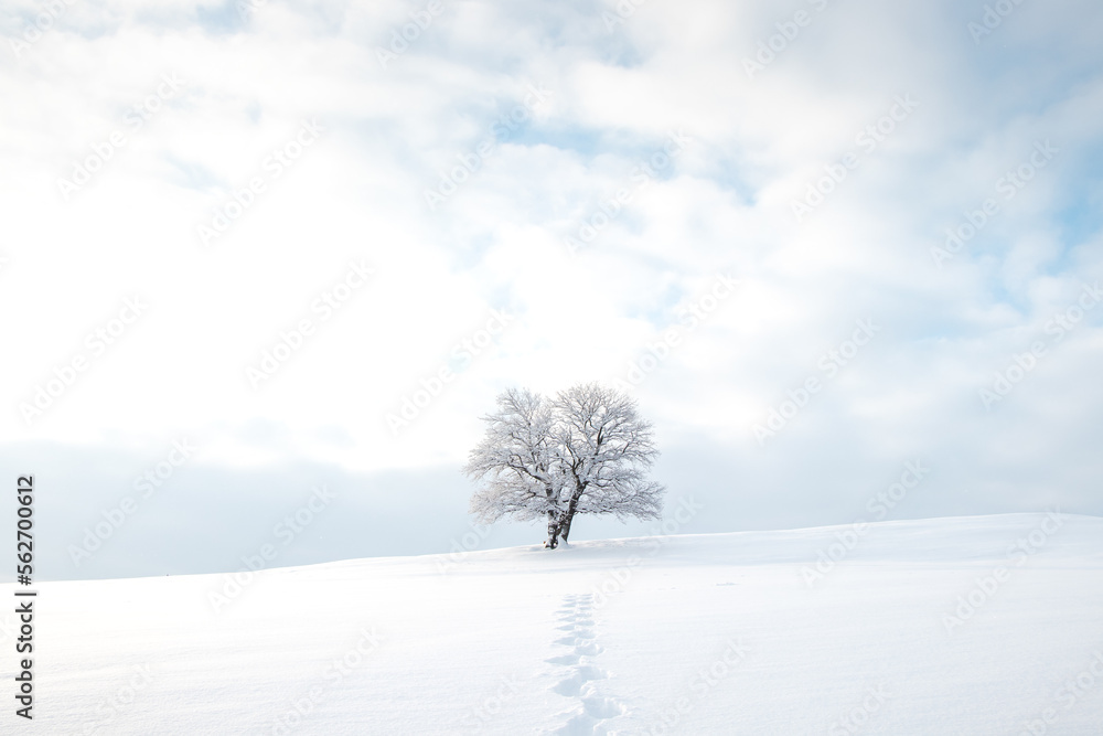 Historic landmark tree covered in snow and a clean untouched snowfield with the footprints of the explorer. Minimalism in nature. Soft light. Kozlovice Beskydy, Czech Republic Historic landmark tree covered in snow and a clean untouched snowfield with the footprints of the explorer. Minimalism in nature. Soft light. Kozlovice Beskydy, Czech Republic