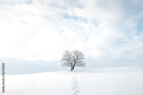 Historic landmark tree covered in snow and a clean untouched snowfield with the footprints of the explorer. Minimalism in nature. Soft light. Kozlovice Beskydy  Czech Republic