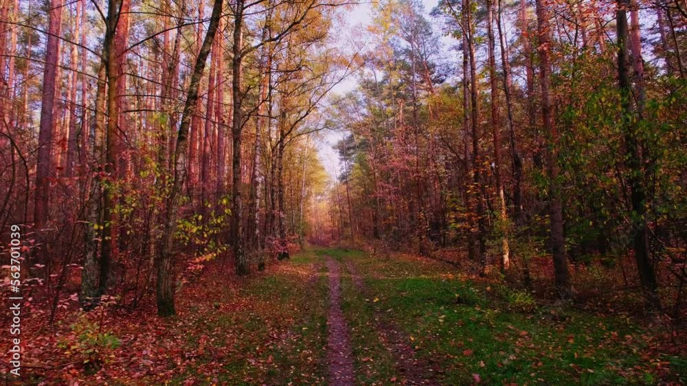 Virtual forest walk. POV shot on a gimbal. Sunny day, early autumn stroll. Natural background with sun rays shining through trees. 4K resolution Virtual forest walk. POV shot on a gimbal. Sunny day, early autumn stroll. Natural background with sun rays shining through trees. 4K resolution