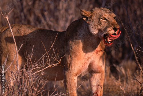 maneless lions kenya hunting hilling eating predators prey survival of the fit photo