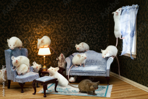 Mice overrun a model living room in San Francisco, California. photo