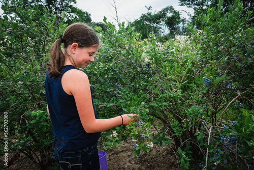 Girl Picking Blueberries on a Michigan Blueberry Farm photo