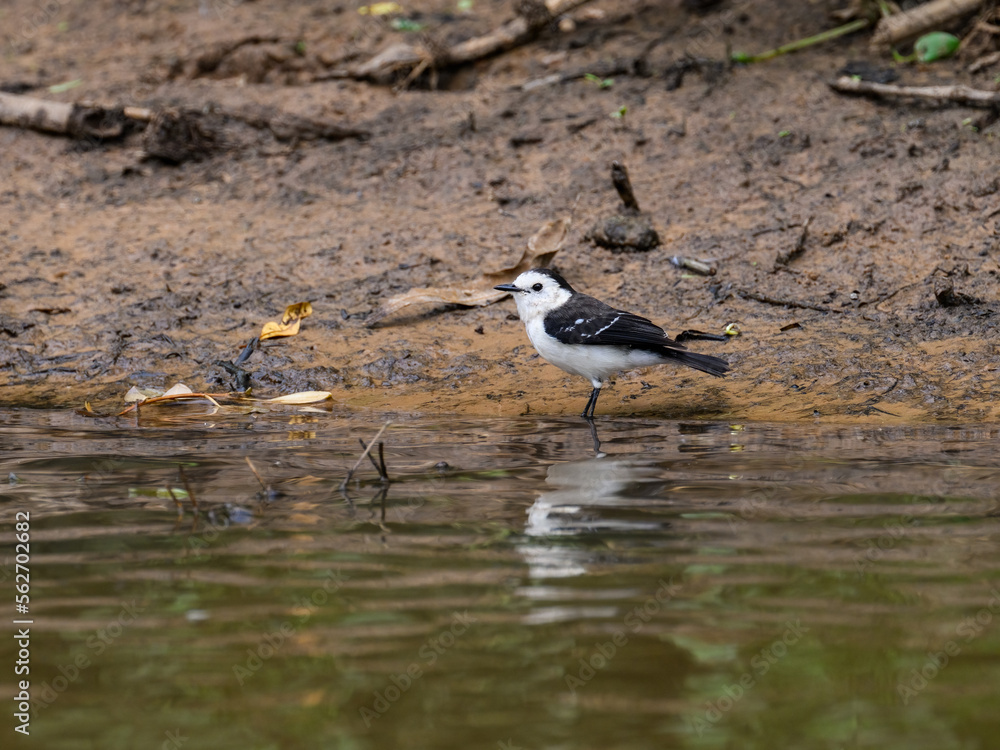Black-backed water tyrant standing on the river shore Black-backed water tyrant standing on the river shore