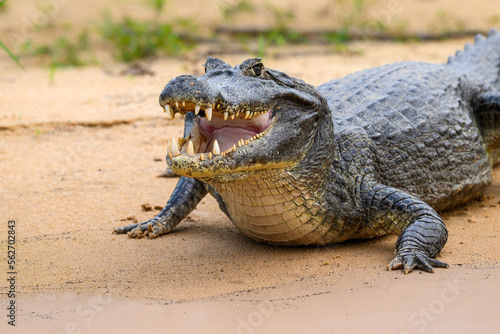Caiman with open mouth sunbathing on the river's sandbank, closeup portrait in Pantanal, Brazil