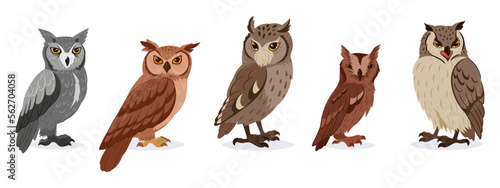 Cartoon long-eared owls. Cute wildlife birds species, feathered animals, wise forest owls flat vector illustration on white background