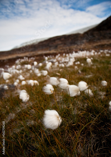Eriophorum scheuchzeri, Arctic Cotton Grass, flowers near Humboldt Glacier in Kane Basin, West Greenland
