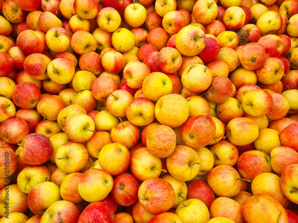 background. lots of yellow and red apples. the concept of fruit harvest for the farmer. healthy and delicious food and dessert. background. lots of yellow and red apples. the concept of fruit harvest for the farmer. healthy and delicious food and dessert.