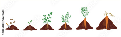 Growth stages of carrot plant. Carrot growing stages vector illustration
