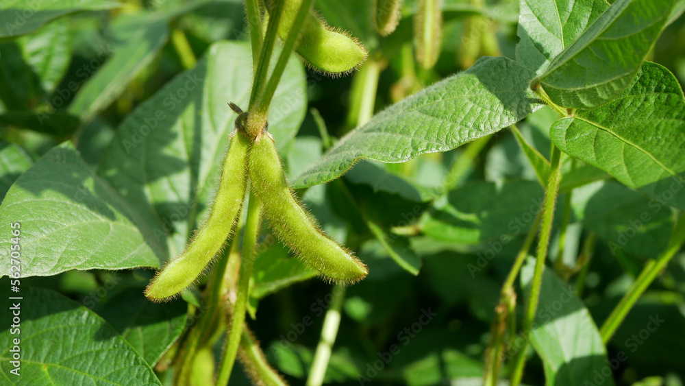 Soybea soy bean bio Glycine max soya legume pod green farm crop, grow ripe fresh plant young plantation detail close-up field land vegetable cultivars farming soil organic growth cultivated Soybea soy bean bio Glycine max soya legume pod green farm crop, grow ripe fresh plant young plantation detail close-up field land vegetable cultivars farming soil organic growth cultivated