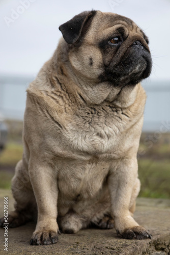 Gray pug dog selective focus