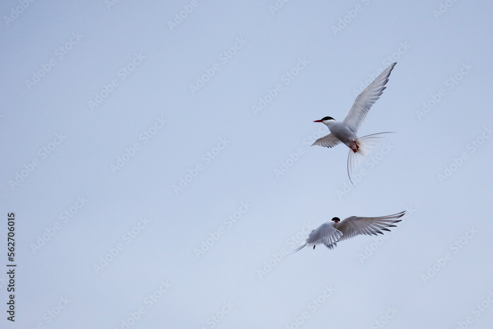 Arctic Terns, sterna paradisea, Ny Alesund Arctic Terns, sterna paradisea, Ny Alesund
