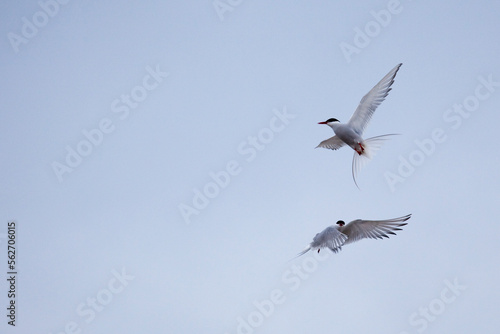 Arctic Terns, sterna paradisea, Ny Alesund photo