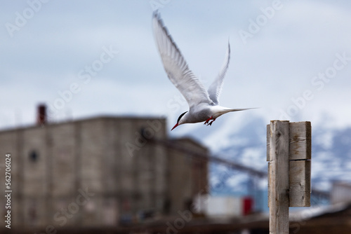 Arctic Terns, sterna paradisea, Ny Alesund photo