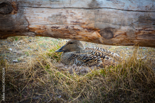 Obraz na plátně Common Eider Duck
